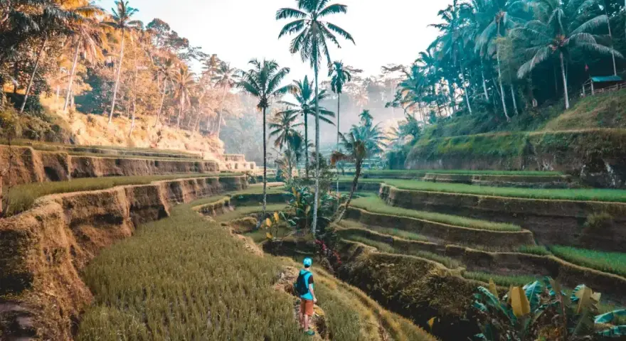 Niesamowita wycieczka na Bali! Widok na tarasowe pola ryżowe i palmy o wschodzie słońca zapiera dech w piersiach.