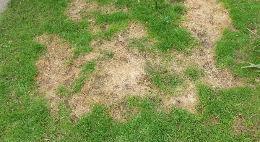 Plamy suchej, brązowej trawy na zielonym trawniku, wyglądające jak ślady po pleśni śniegowej.