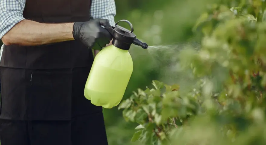 Ogródnik w czarnej zapasce i rękawiczkach opryskuje krzewy. Zastanawia się, ile miedzianu na 10 litrów wody będzie najlepsze.