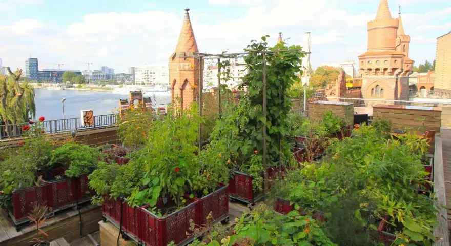Üppiger urban gardening Berlin auf einem Dach mit Blick auf die Spree und historische Türme.