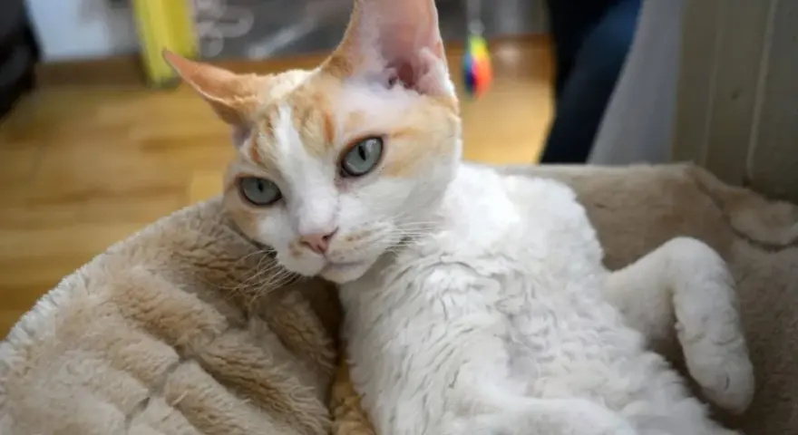 Ile żyją koty Devon Rex? Poznaj czynniki wpływające na ich długość życia