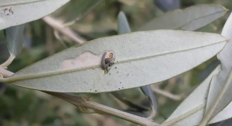 Piccola larva di tignola dell'olivo che crea gallerie e lascia escrementi su una foglia, mostrando i danni tipici.