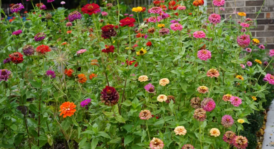 A vibrant patch of zinnias in various colors, from deep red to bright pink and orange. While beautiful, are zinnias edible? This garden offers a feast for the eyes, not the palate.