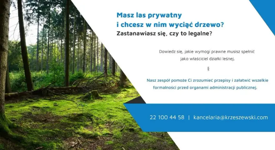 Czy można wyciąć drzewa na działce leśnej? Sprawdź, co musisz wiedzieć
