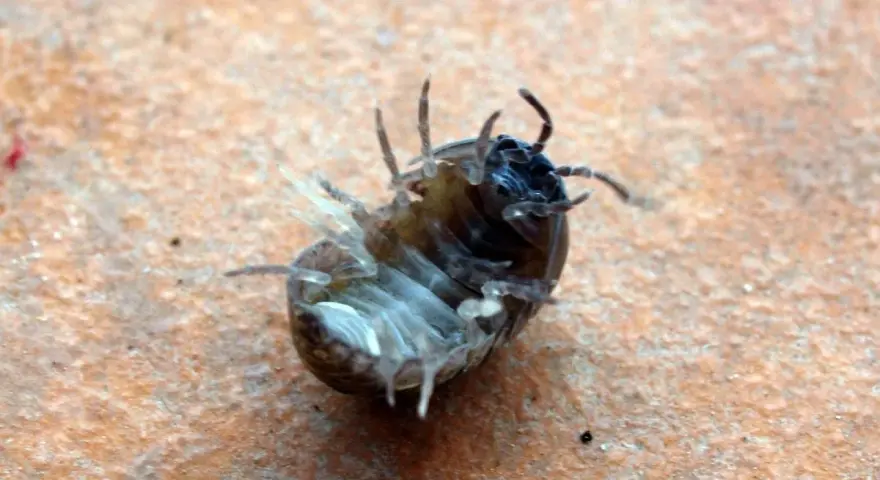 Una cochinilla de la humedad, con sus patas al aire, parece un pequeño guerrero rodando sobre la tierra.