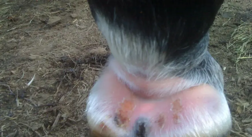 Pied du cheval avec une croute au paturon, montrant une peau irritée et des lésions.