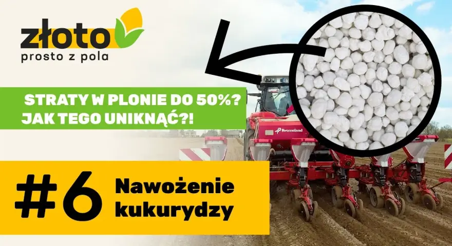 Najlepszy nawóz pod kukurydzę na kiszonkę - uniknij błędów w nawożeniu