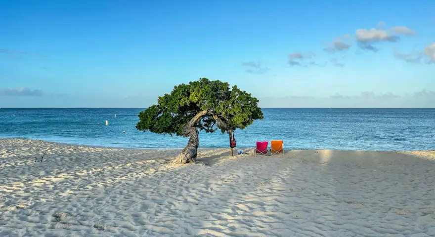 Idealne miejsce na aruba wakacje: plaża z charakterystycznym drzewem, dwiema kolorowymi leżakami i spokojnym morzem.