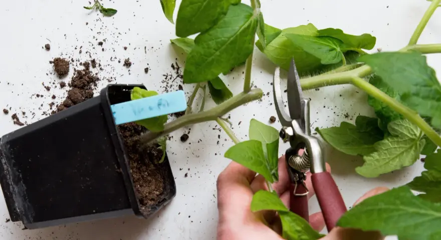 En hand med sekatör förbereder sig för att toppa tomater. En planta i kruka med jord och en blå etikett syns bredvid.