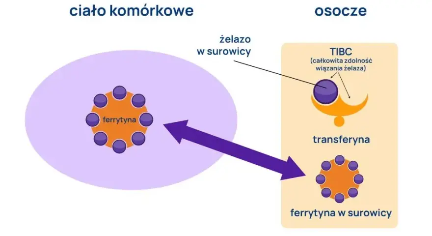 Niska ferrytyna objawy: Jak rozpoznać i uniknąć poważnych skutków
