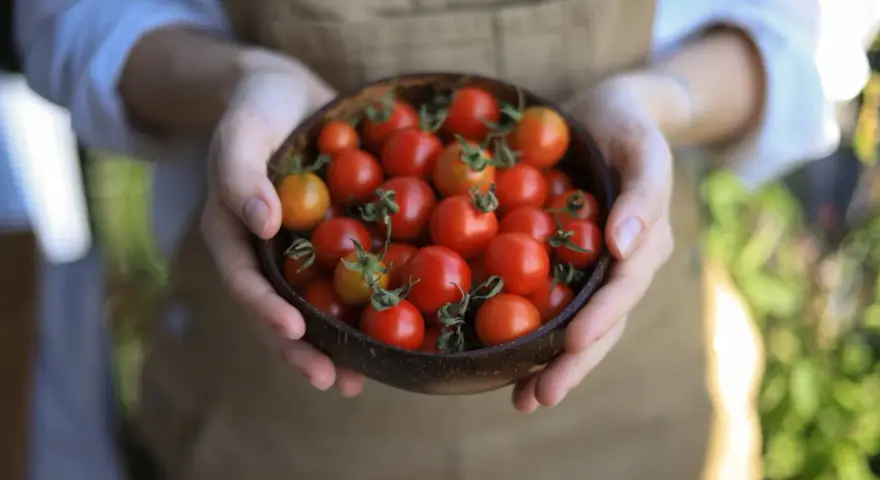 Mani che sorreggono una ciotola di cocco piena di succosi pomodori in vaso, appena raccolti.