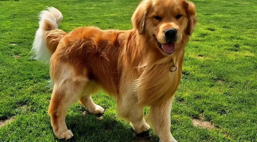 Golden retriever bez rodowodu: Pozorna oszczędność czy pułapka?