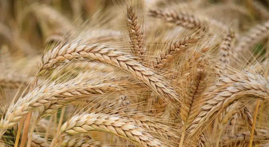 Spighe dorate di grano maturo, pronte per essere raccolte. Un campo che racconta la storia di quando si semina il grano e la natura dona i suoi frutti.