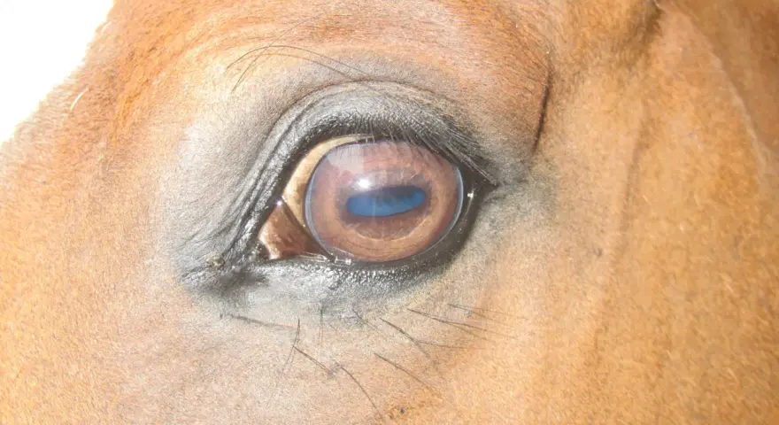 Gros plan sur l'œil d'un cheval brun, reflétant le ciel bleu. La vision du cheval est fascinante.