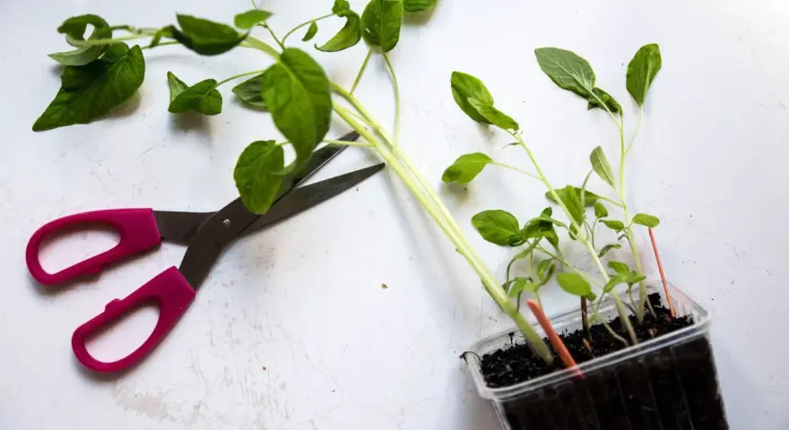 Rosa saxar bredvid tomatplantor i plastkruka. Dags att fundera på hur ska man toppa tomatplantor för bättre skörd.