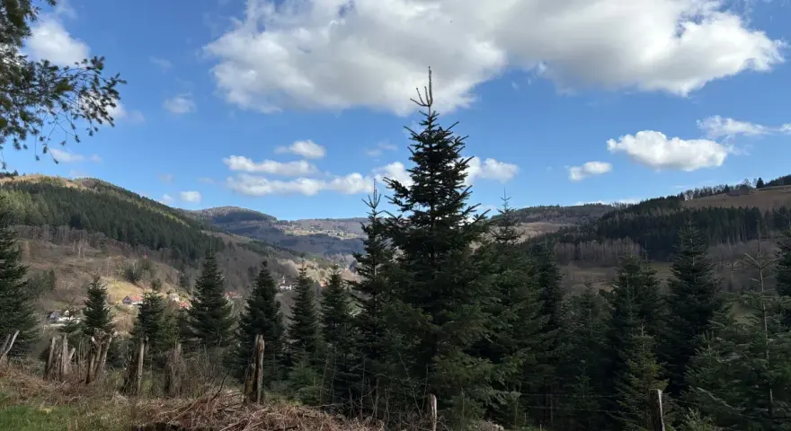 Paysage de Robert Landsburg : sapins imposants, ciel bleu et nuages blancs, avec un village niché dans la vallée.