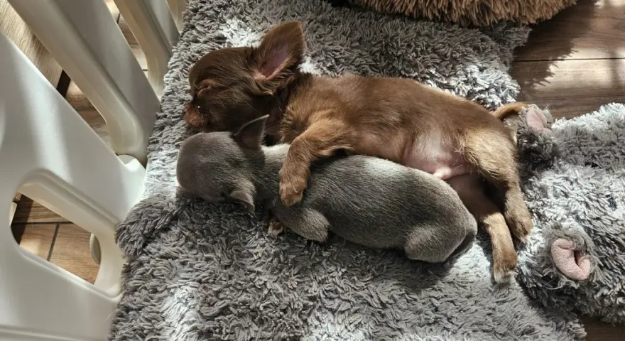 Dwa szczenięta chihuahua śpią wtulone w siebie na miękkim kocu. To dowód, że mamy najlepsza hodowla chihuahua w Polsce.