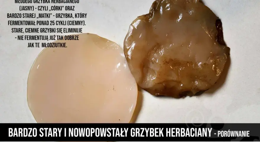 Porównanie młodego, jasnego grzybka herbacianego i starego, ciemnego, który jest już zepsuty i nie fermentuje.