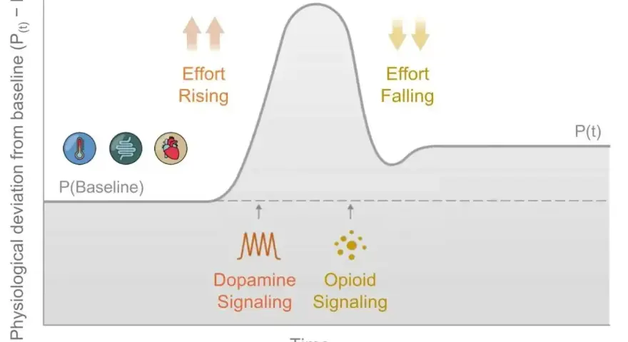 Wykres pokazuje, jak dopamina i serotonina wpływają na motywację i wysiłek. Wzrost dopaminy sygnalizuje motywację, a jej spadek wiąże się z ulgą.