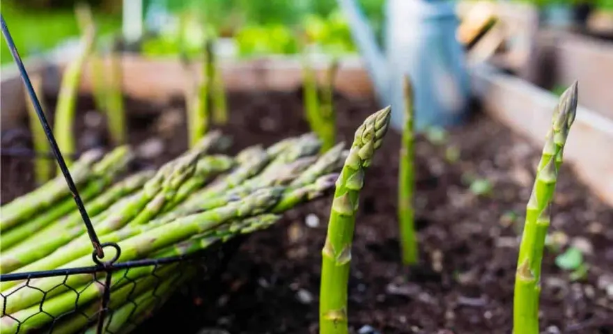Asparagi freschi raccolti in un cesto, con la pianta di asparagi che spunta dal terreno in un orto.