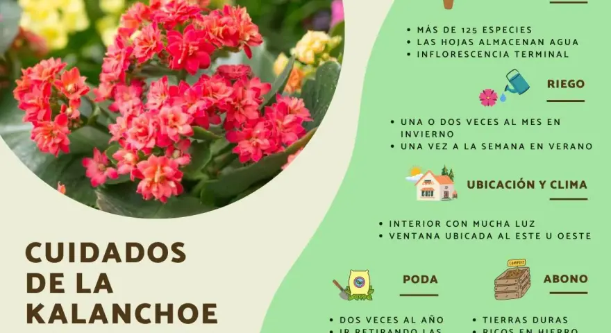 Kalanchoe blossfeldiana cuidados: riego, ubicación, poda y abono para esta planta de interior con flores rojas y hojas suculentas.