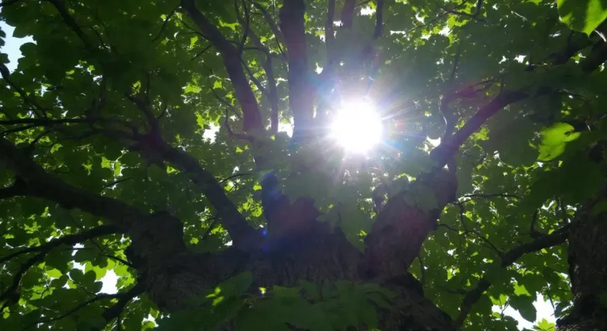 Le soleil perce à travers les feuilles d'un arbre de plus de 20 mètres, créant un halo lumineux.