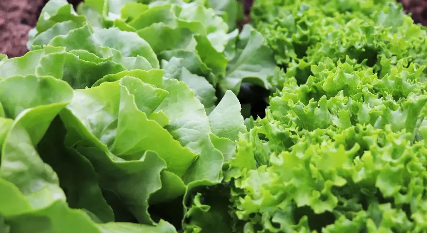 L'insalata fresca cresce rigogliosa, con foglie verdi e ondulate. Il corretto piantare insalata distanza garantisce una crescita sana e abbondante.