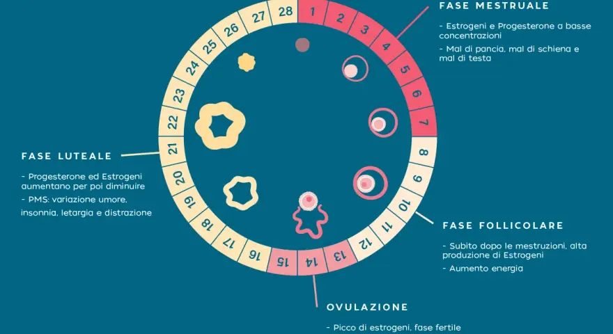 Schema del ciclo mestruale, con le fasi (mestruale, follicolare, ovulazione, luteale) e i relativi sintomi, utile per il cycle syncing.