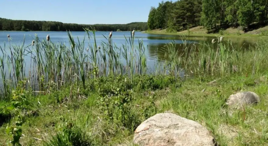 Spokojne jezioro Czarne na Kaszubach, otoczone trzcinami i lasem. Woda odbija błękitne niebo.