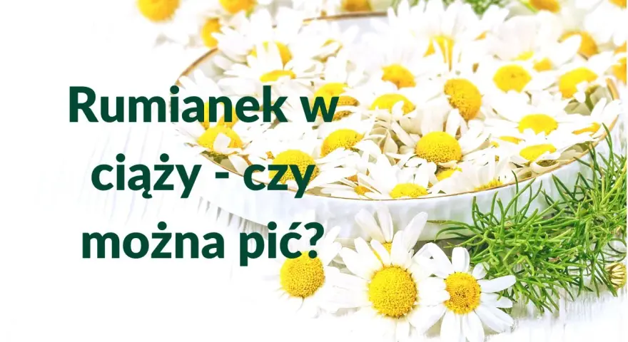 Rumianek w ciąży - czy można pić? Białe kwiaty rumianku w miseczce, symbol spokoju i natury.