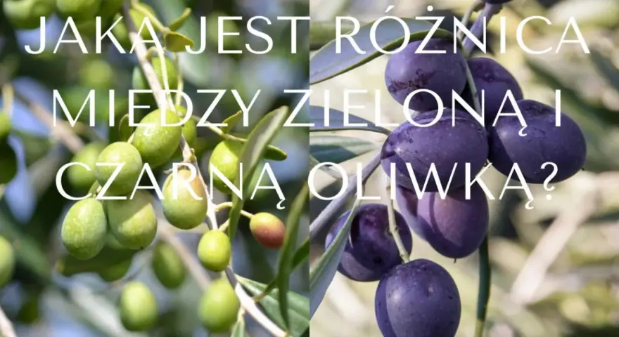 Dwa pnie drzew oliwnych z owocami w różnych kolorach: zielone i ciemnofioletowe. Różnice w kolorach oliwek.