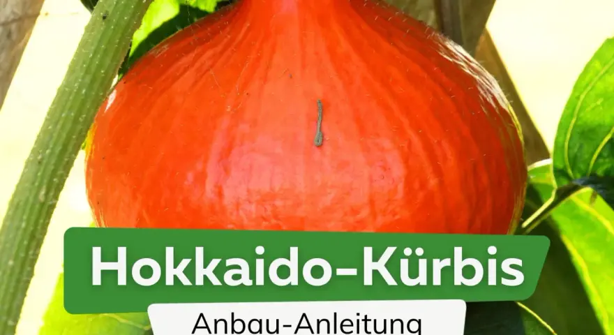 Ein leuchtend orangefarbener Hokkaido-Kürbis wächst an seiner Pflanze. Die Anleitung zum Anbau von Hokkaido-Kürbissen ist im Bild zu sehen.
