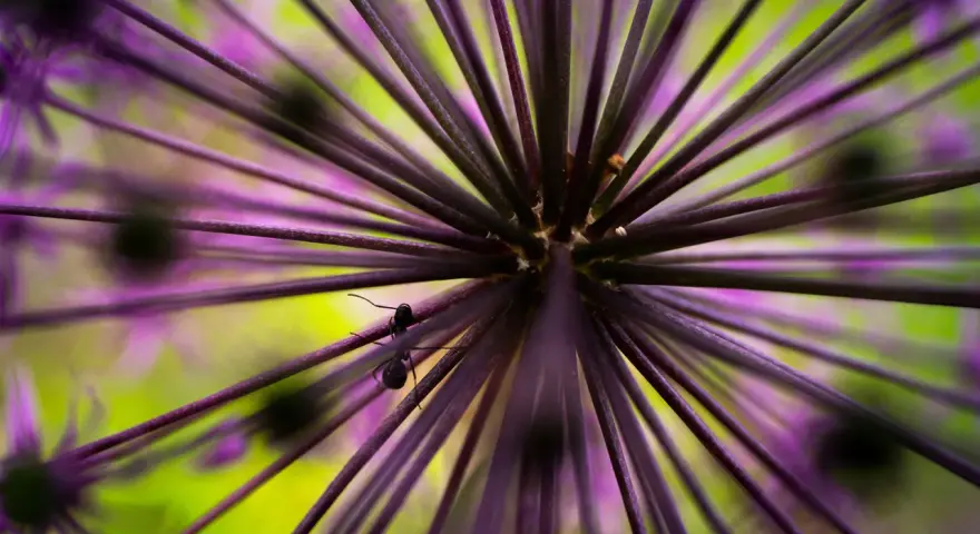 Une fourmi explore une fleur d'ail ornementale en mode macro. Les rayons violets et le fond vert vif créent un univers miniature fascinant.
