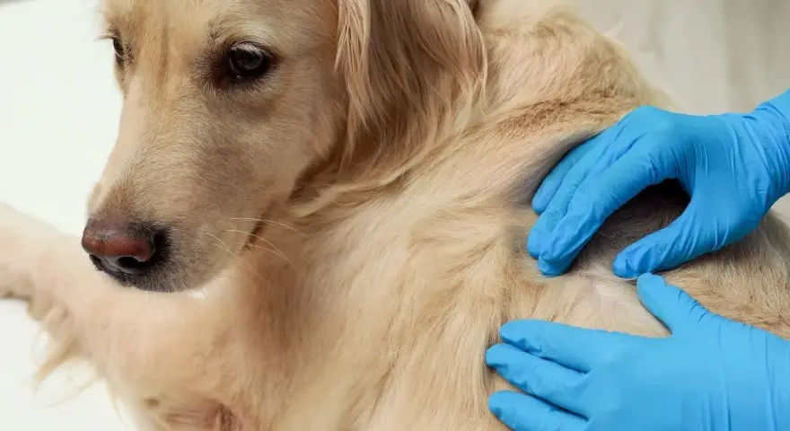 Weterynarz bada łapę golden retrievera, wyczuwając pod skórą tłuszczaka.