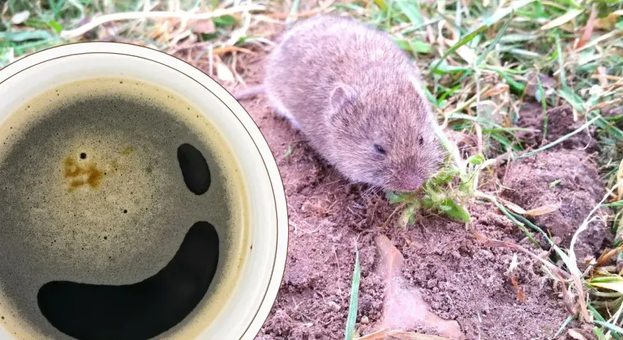 Urocza nornica chrupie trawkę obok filiżanki kawy, która wygląda jak uśmiechnięta buźka. Idealna kawa na nornice.