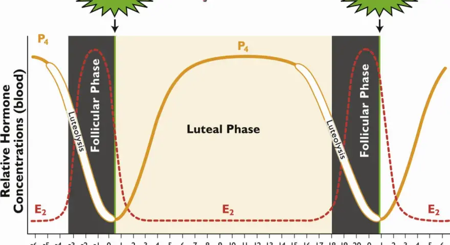 Graphique du cycle oestral d'une jument montrant les variations hormonales. Le corps jaune persistant est représenté par la courbe P4.