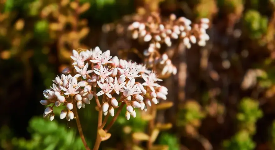 En klase av små, vita blommor från en vit fetknopp, med gröna och bruna blad i bakgrunden.