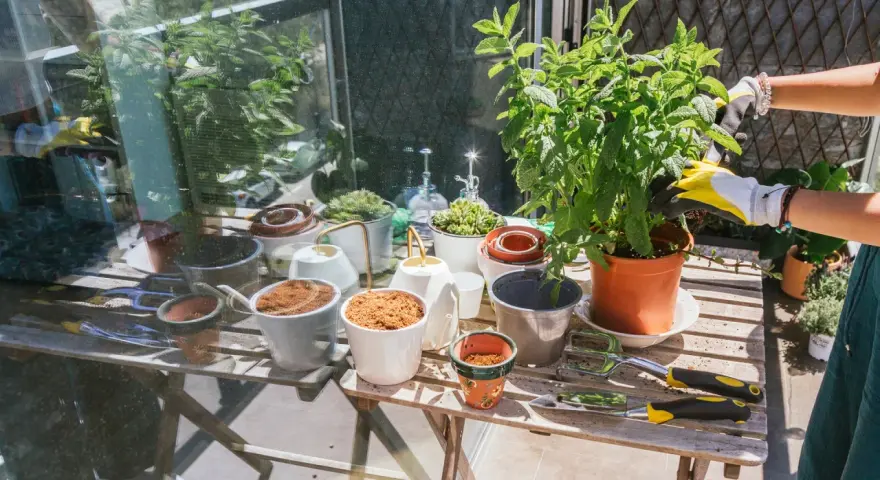 Förbereder för att odla majs i kruka. En person med gula handskar planterar en grön växt. Bordet är fullt av krukor, jord och trädgårdsredskap.