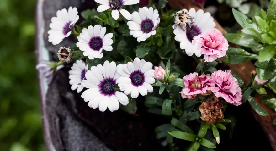 Flores para cementerio naturales: margaritas blancas con centro morado y claveles rosados, algunas marchitas, en un recipiente oscuro.