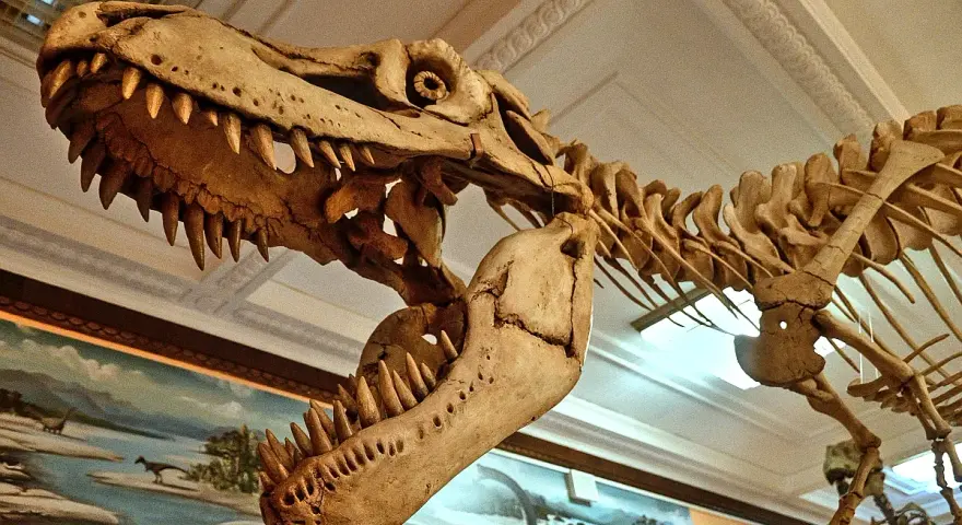 Szkielet tyranozaura w muzeum dinozaurów w Polsce. Potężna czaszka z ostrymi zębami i kręgosłupem budzą podziw.