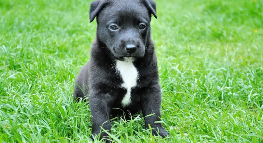 Czarny szczeniak z białą plamką na piersi siedzi na trawie. Wygląda na lekko smutnego, jakby miał puppy blues.