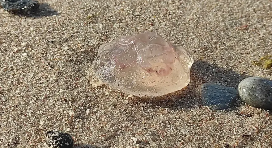 Przezroczyste meduzy na piaszczystej plaży, obok kamieni.