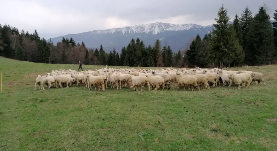 Hala Barankowa: Oscypki, szlaki, Babia Góra Poznaj serce Zawoi!