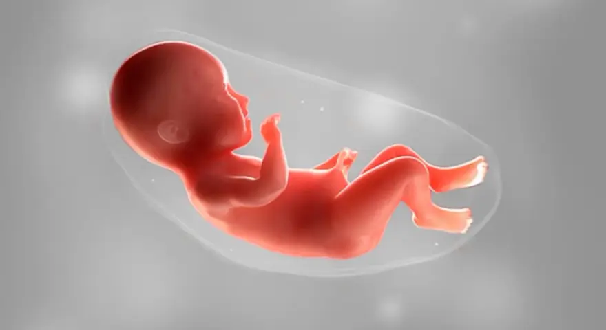 Ein Baby in 36 ssw, bereit für die Welt. Es liegt in der Fruchtblase, die Arme und Beine leicht angewinkelt.