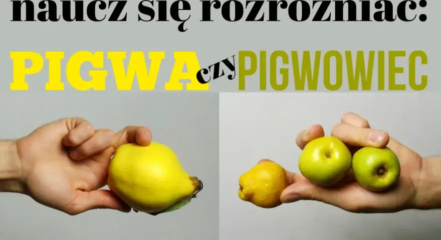Różnica między pigwą a pigwowcem. Na zdjęciu widać dużą, żółtą pigwę w jednej dłoni i kilka mniejszych, zielonych pigwowców w drugiej.