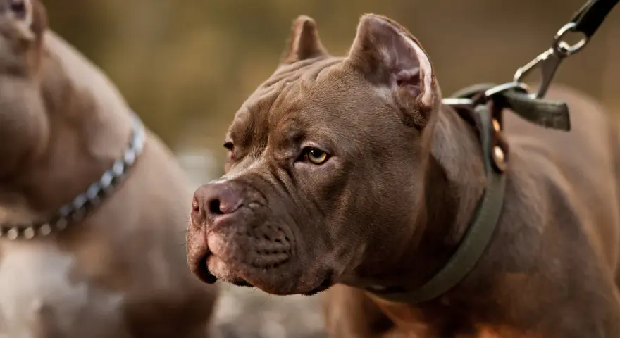 Brązowy pitbull miniaturka z zieloną obrożą i smyczą, obok drugi pies.
