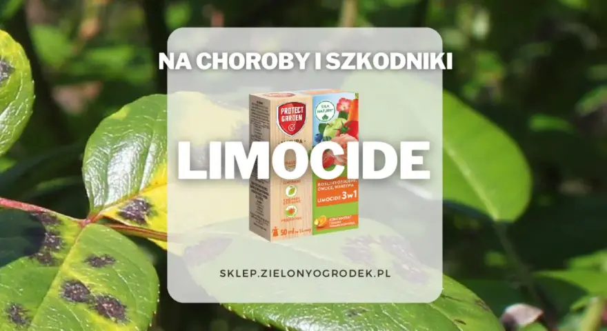 Oprysk Limocide na choroby i szkodniki roślin ozdobnych, owoców i warzyw. Skuteczny preparat w walce z plamami na liściach.