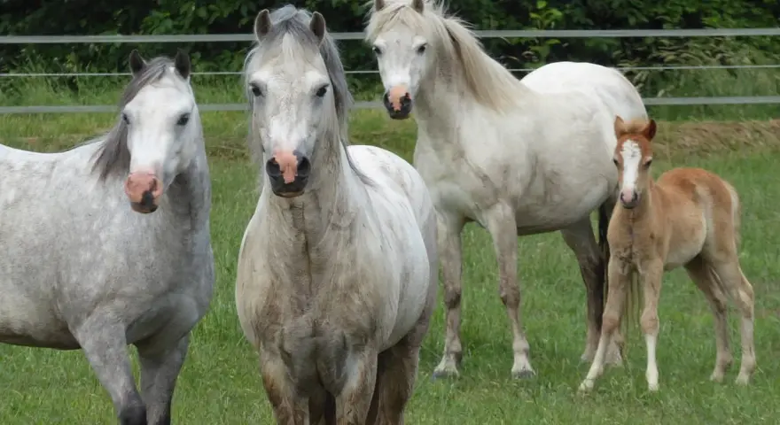 Trois chevaux, dont un poulain, de race Welsh Part Bred, se tiennent dans un pré verdoyant.