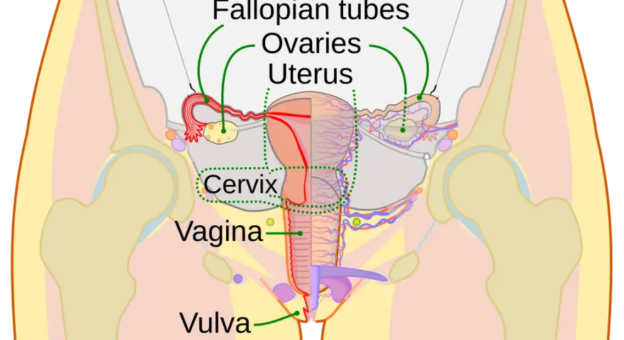 Anatomia kobiecych miejsc intymnych: jajowody, jajniki, macica, szyjka macicy, pochwa i srom.
