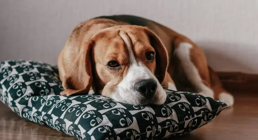Smutny beagle leży na poduszce z kotkami. Zastanawiasz się nad beagle pies cena?